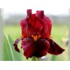 Саженец ириса Ред Зингер (Red Zinger): фото и описание