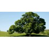 Саженец дуба Каштанолистный от 150 см: фото и описание
