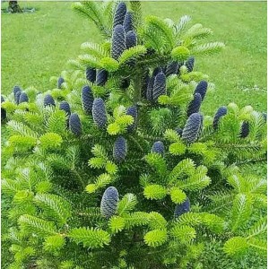 Ель Корейская от 150 см