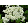 Саженец гортензии древовидной Хаес Старбаст (Hayes Starburst): фото и описание