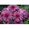Саженец Хризантемы Бузков Ёжик: фото и описание