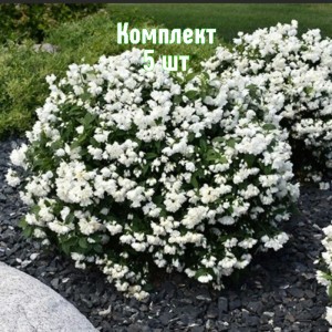 Комплект 5шт / Чубушник (жасмин садовый) Сноубель