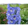 Саженцы дельфиниума Санни Скай (Sunny Sky) -  5 шт.: фото и описание