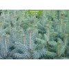 Саженцы Ели Голубая Глаука (Glauca) 40-60 см -  5 шт.: фото и описание