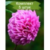 Клубни георгина Лаки Намбер (Lucky Number) (декоративная) -  5 шт.: фото и описание