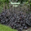 Саженцы Гейхеры мелкоцветковой Блэк Перл (Black Pearl) - 5 шт.: фото и описание