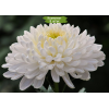 Саженцы крупноцветковой хризантемы Газель (Gazelle) (Белая ) -  5 шт.: фото и описание