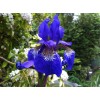 Саженцы ириса сибирского Блю Кинг (Blue King) -  5 шт.: фото и описание