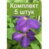 Саженцы клематиса Жакмана Суперба ( Jackmanii Superba ) -  5 шт.: фото и описание