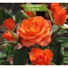 Саженцы кустовой розы Пламя -  5 шт.: фото и описание