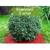 Саженцы самшита вечнозелёный Бухус (Buxus) -  5 шт.: фото и описание