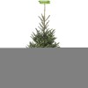 Сибирская ель в горшке -  5 шт.: фото и описание