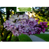 Саженцы сирени Зоя Космодемьянская -  5 шт.: фото и описание