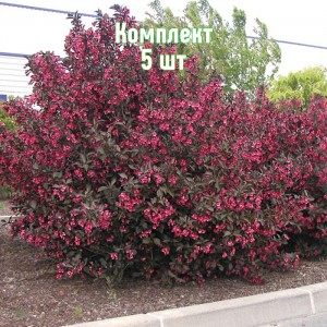 Комплект 5шт / Вейгела цветущая Александра
