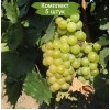 Саженцы винограда Мускат Московский (Поздний/Белый) -  5 шт.: фото и описание