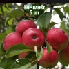 Яблоня Скала - 5 шт.: фото и описание