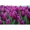 Луковица тюльпана Пурпл Леди (Purple Lady): фото и описание