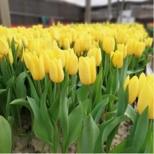 Тюльпан Стронг Голд (Strong Gold)