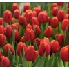 Луковица Тюльпана Веранди (Verandi): фото и описание