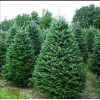Саженец ели сибирской (15-40 см): фото и описание