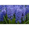 Луковица гиацинта Блю Джакетс (Blue Jacket): фото и описание