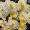 Саженец хризантемы мультифлора Осса (Светло-желтая ): фото и описание
