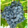 Саженец винограда Муромец (Ранний/Черный): фото и описание